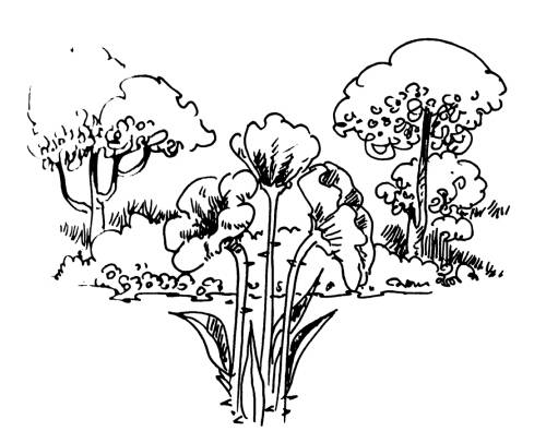 Illustration by Karunakaram Perambra for the poem Mazhakkaadukal by Malayalam poet Priyavrathan